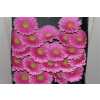 Gerbera Mi Diamond Festini