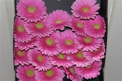 Gerbera Mi Diamond Festini