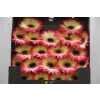 Gerbera Mi Diamond Finn