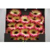 Gerbera Mi Diamond Finn