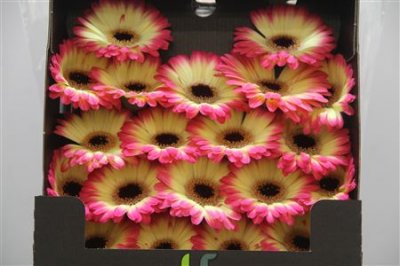 Gerbera Mi Diamond Finn