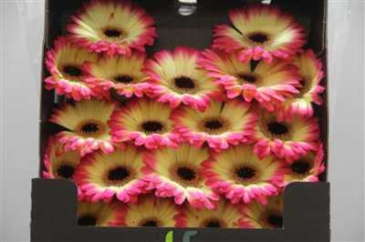 Gerbera Mi Diamond Finn