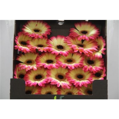 Gerbera Mi Diamond Finn