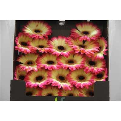 Gerbera Mi Diamond Finn