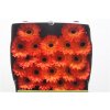 Gerbera Mi Diamond Flamazing