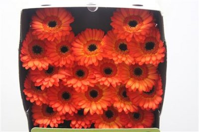 Gerbera Mi Diamond Flamazing