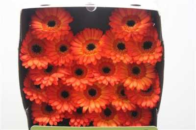 Gerbera Mi Diamond Flamazing
