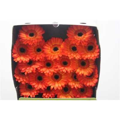 Gerbera Mi Diamond Flamazing