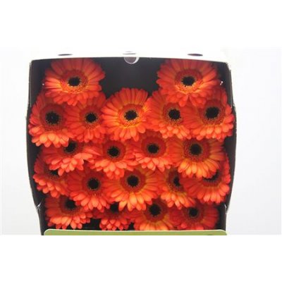 Gerbera Mi Diamond Flamazing