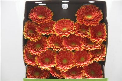 Gerbera Mi Diamond Franky