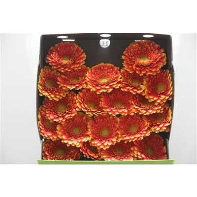 Gerbera Mi Diamond Franky