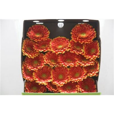 Gerbera Mi Diamond Franky