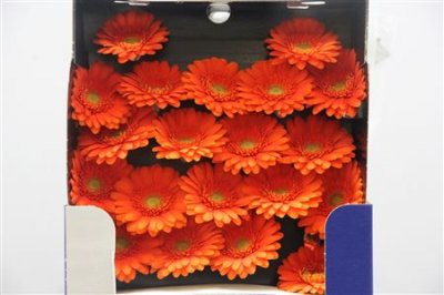 Gerbera Mi Diamond Garfield