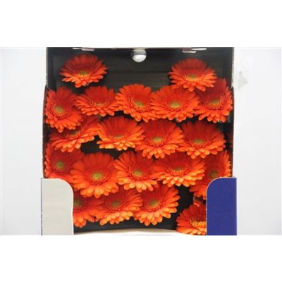 Gerbera Mi Diamond Garfield