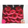Gerbera Mi Diamond Gustav