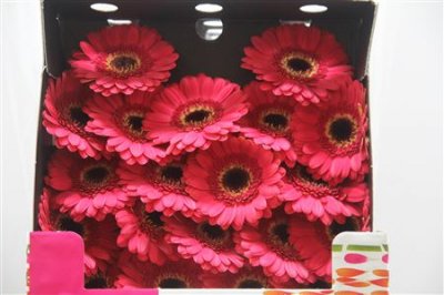 Gerbera Mi Diamond Gustav