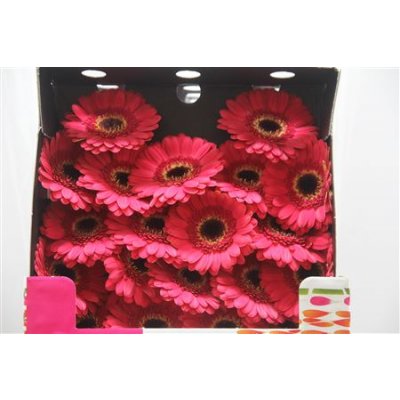 Gerbera Mi Diamond Gustav