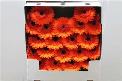 Gerbera Mi Diamond Harley
