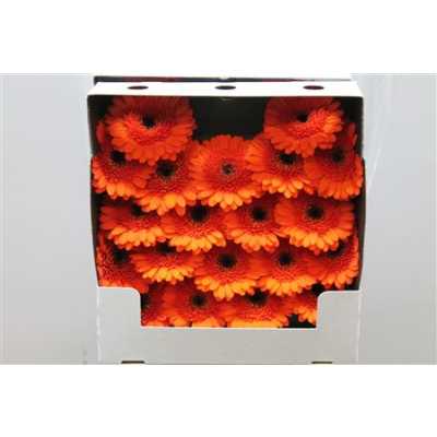 Gerbera Mi Diamond Harley