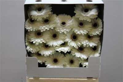 Gerbera Mi Diamond Husky