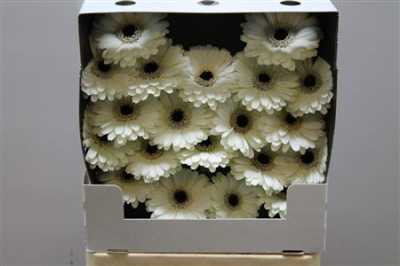 Gerbera Mi Diamond Husky