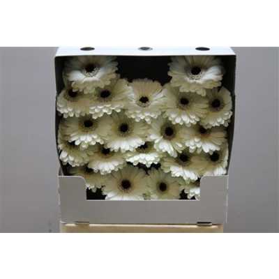Gerbera Mi Diamond Husky