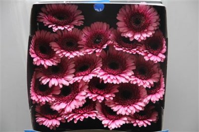 Gerbera Mi Diamond Isabelle