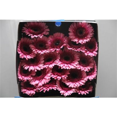 Gerbera Mi Diamond Isabelle