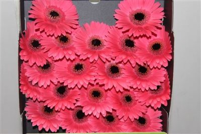 Gerbera Mi Diamond Ivy Mea