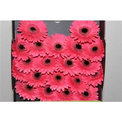 Gerbera Mi Diamond Ivy Mea