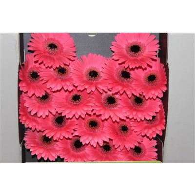 Gerbera Mi Diamond Ivy Mea