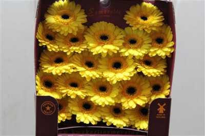 Gerbera Mi Diamond Jackpot
