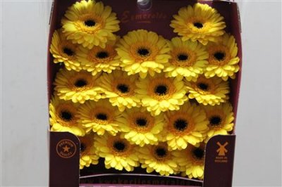 Gerbera Mi Diamond Jackpot