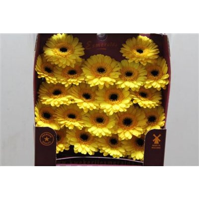Gerbera Mi Diamond Jackpot