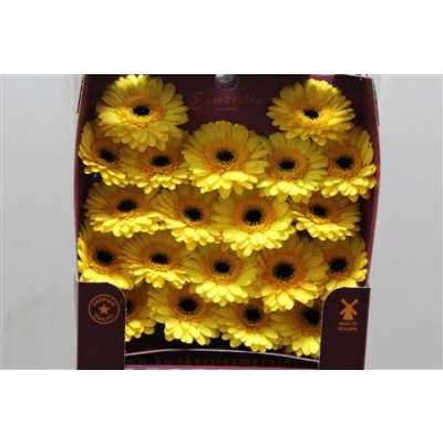 Gerbera Mi Diamond Jackpot