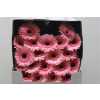 Gerbera Mi Diamond Jacky