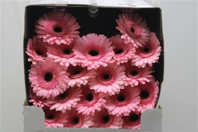 Gerbera Mi Diamond Jacky