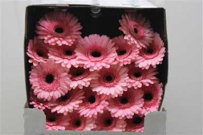 Gerbera Mi Diamond Jacky
