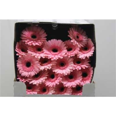 Gerbera Mi Diamond Jacky