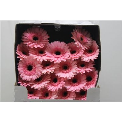 Gerbera Mi Diamond Jacky