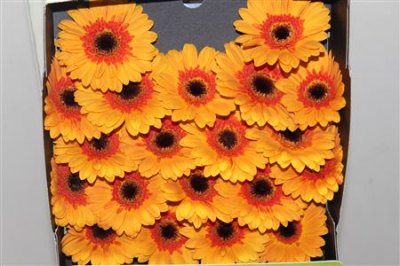 Gerbera Mi Diamond Jazzy