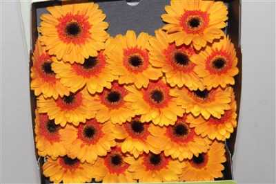 Gerbera Mi Diamond Jazzy