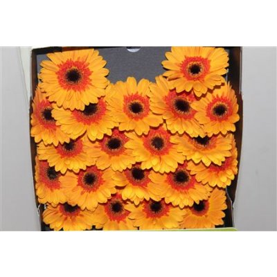 Gerbera Mi Diamond Jazzy