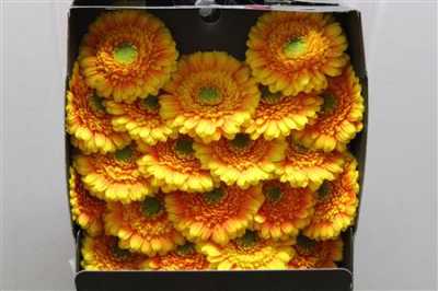 Gerbera Mi Diamond Kadjar