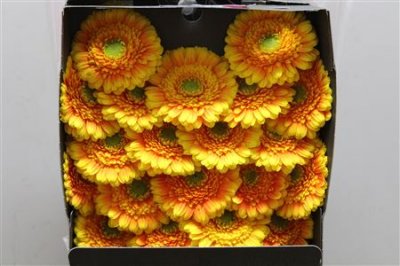 Gerbera Mi Diamond Kadjar