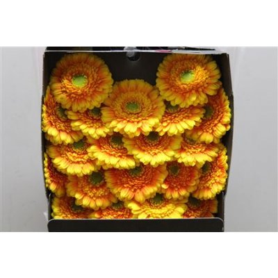 Gerbera Mi Diamond Kadjar