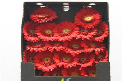 Gerbera Mi Diamond Ketchup