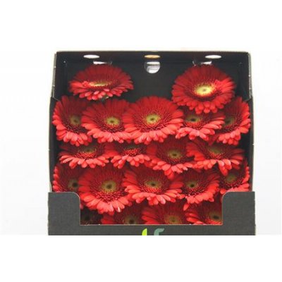 Gerbera Mi Diamond Ketchup