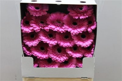 Gerbera Mi Diamond Kimi