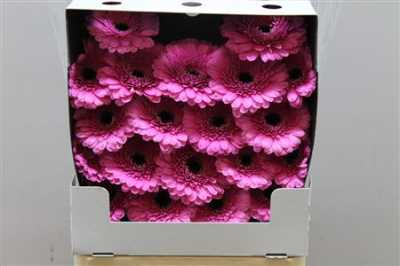 Gerbera Mi Diamond Kimi